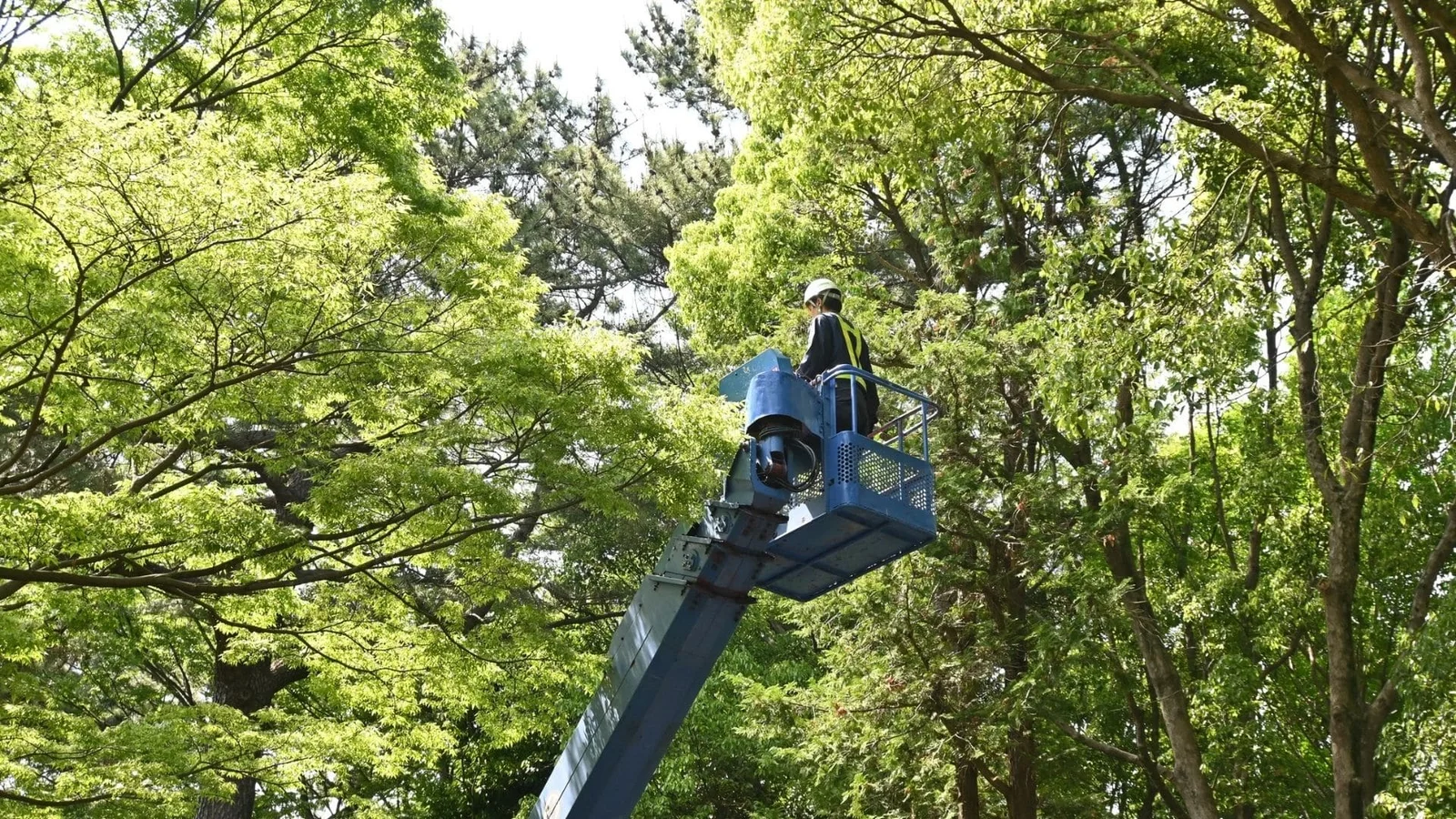 Arborist in bucket lift trimming tall deciduous trees with safety equipment