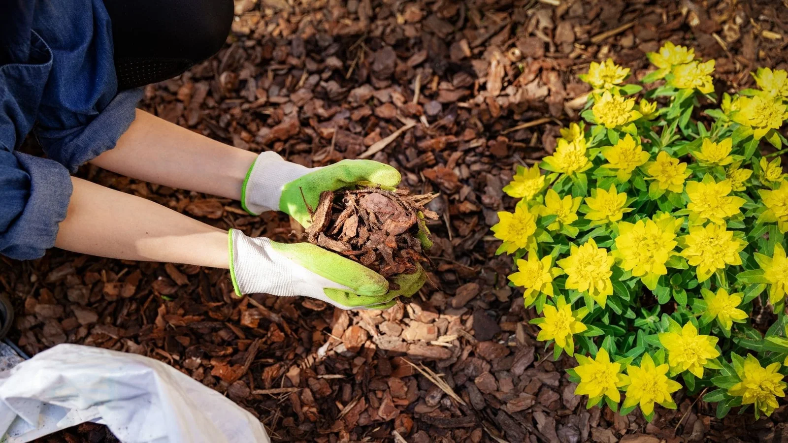 Hands in green gloves applying bark mulch around yellow flowering plants in landscape bed