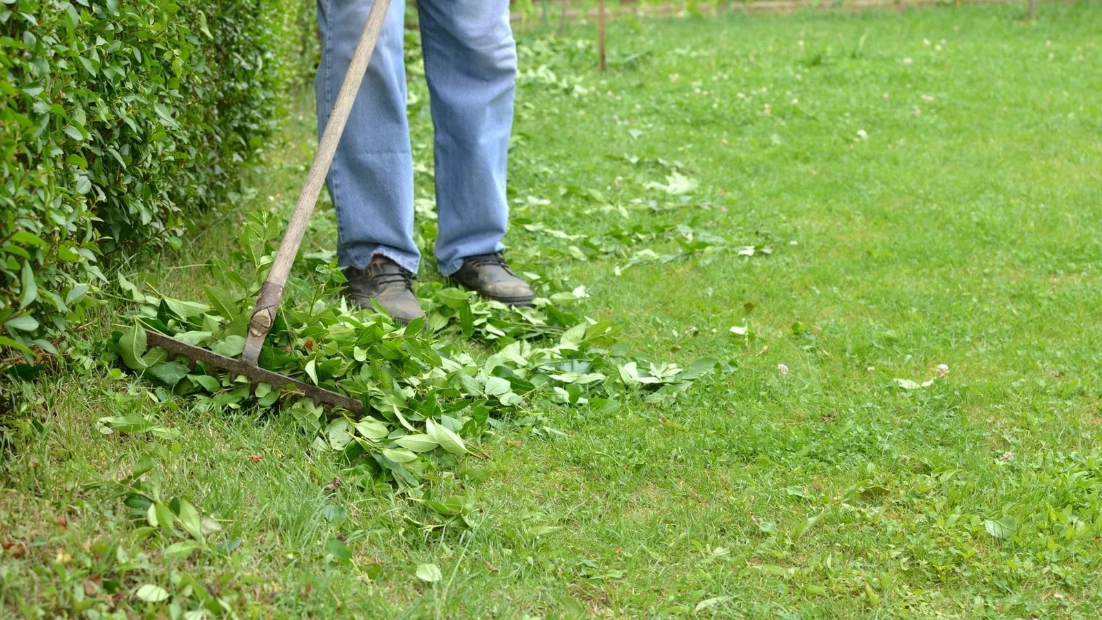 Worker trimming hedge with hand tool, freshly cut branches on lawn
