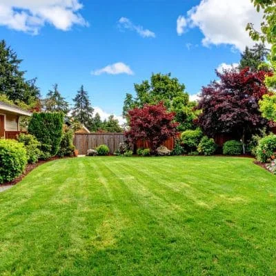 Striped lawn with mature trees, burgundy foliage specimens, and wooden fence in residential yard
