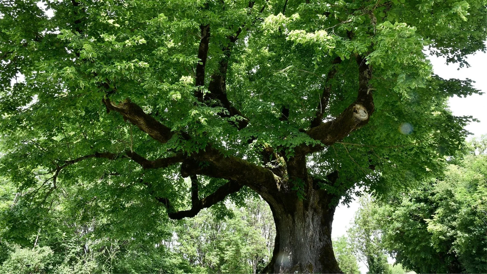 Mature shade tree with thick trunk, multiple primary branches, and full green canopy