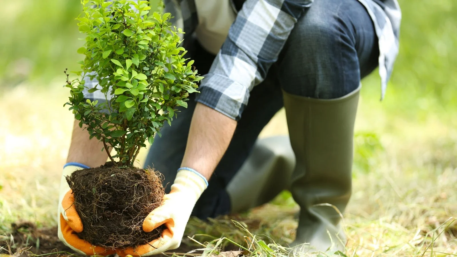 Worker planting shrub with exposed root ball into soil, wearing work gloves and boots